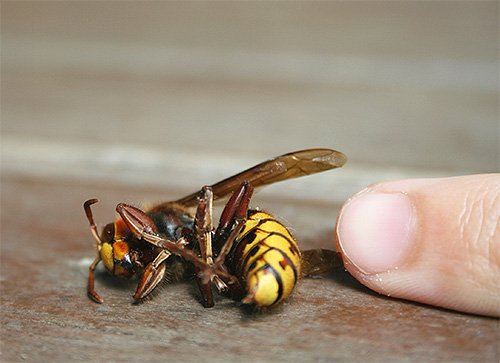 Чим небезпечний шершень для людини