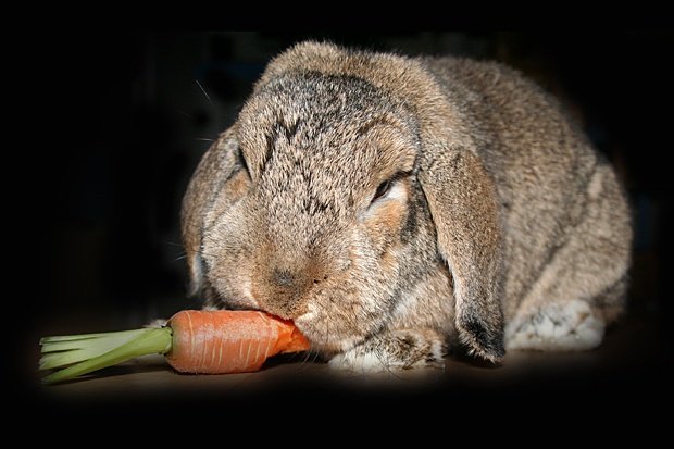 Чому кролиця їсть, вбиває і кидає своїх кроленят