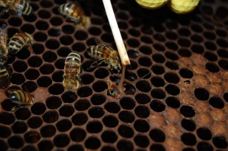 Гнилець у бджіл: американський, європейський, як лікувати