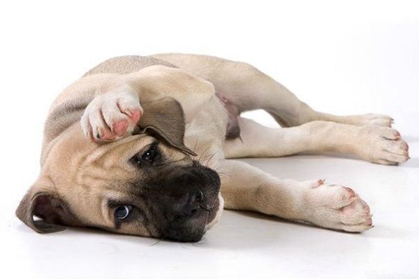 Тромбоемболія у собак: симптоми, діагностика, лікування