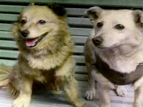 Собаки космонавти: чотирилапі герої ХХ століття