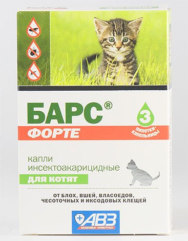 Як позбутися бліх у кошеняти: лікування та профілактика