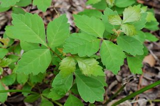 Фіброміалгія   причини, симптоми, лікування без ліків
