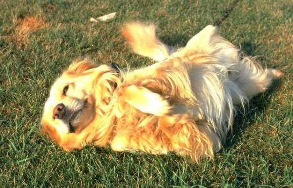 Мязові судоми у собаки: причини, симптоми і лікування