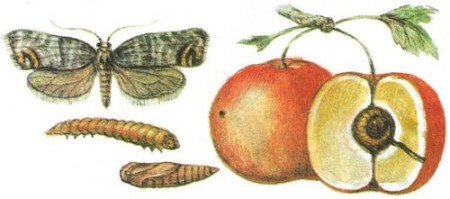Листовійка на яблуні: як боротися, яблунева плодожерка
