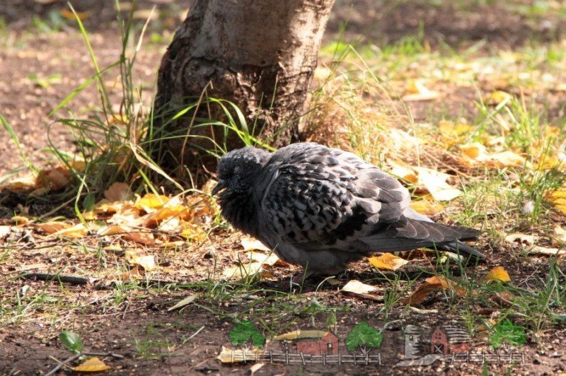 Хвороба орнітоз у голубів: симптоми і лікування, фото і відео