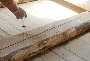 Як позбутися від короїда в деревяному будинку. Методи захисту деревини. Підготовка пиломатеріалів до будівництва. Боротьба з жуком у експлуатованому будинку Як позбутися від короїда в деревяному будинку. Методи захисту деревини. Підготовка пиломатеріалів до будівництва. Боротьба з жуком у експлуатованому будинку