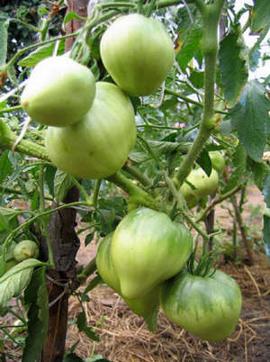 Опис сорти томата Мазаріні з фото