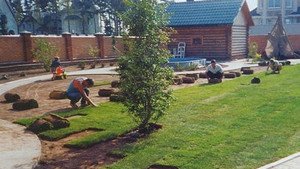 Як садити і вирощувати газонну траву в рулонах?