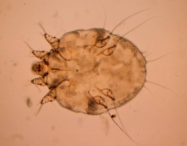 Саркоптоз у собак   загроза з мікросвіту