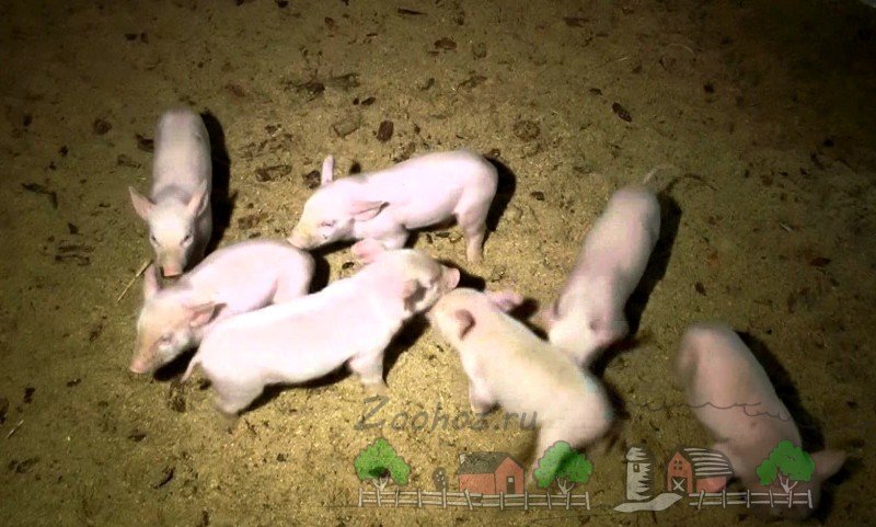 Огляд ферментаційної підстилки для свиней