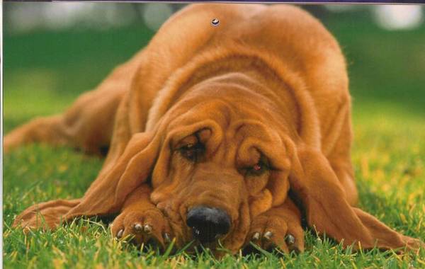 Несправжня вагітність: симптоми і ознаки