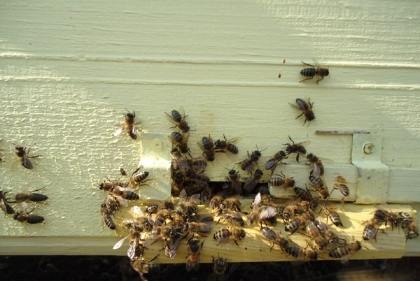 Всі особливості весняного обльоту бджіл: огляд і відео