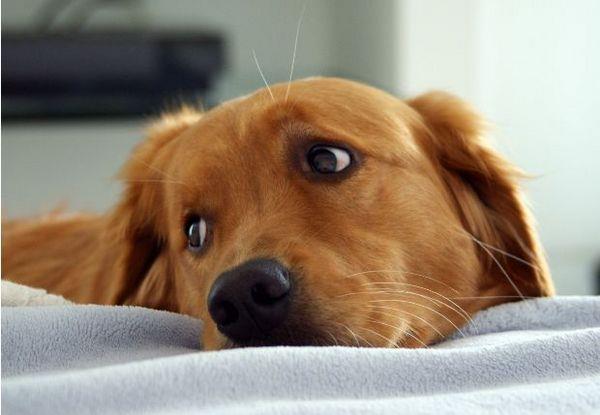 Екзема у собак: причини, симптоми, лікування