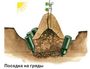 Як проводиться правильний полив винограду восени та на зиму?