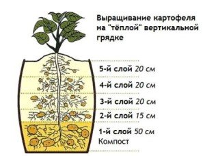 Як вирощувати картоплю в мішках для економії простору?