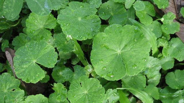 Лікування варикозу народними засобами в домашніх умовах   добірка коштів