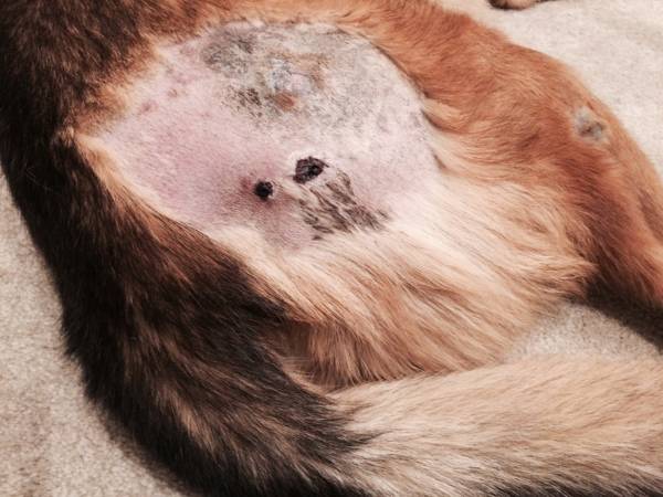 Пролежні у собак   причини і профілактика наслідків