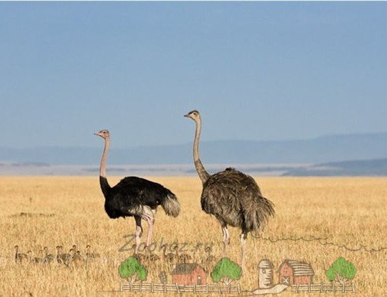 Який страус в метрах найвищий у світі: огляд і фото