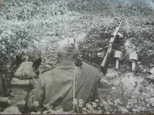 Собаки під час Великої вітчизняної війни: чотирилапі герої перемоги