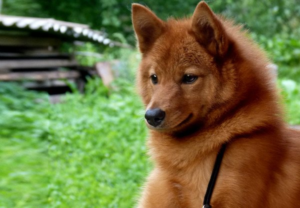 Карело фінська лайка: історія, характер, стандарт та правила утримання (+фото та відео)
