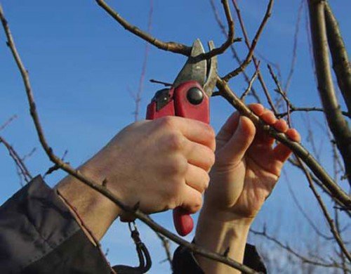 Омолодження плодових дерев своїми руками. Як провести обрізку крони плодового дерева самостійно з метою його омолодження.