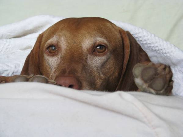 Основні ознаки позбавляючи у собак