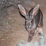 Огляд річкового кролика: його опис, фото і відео