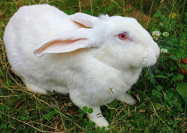 Огляд мясних порід кроликів: їх опис та фото