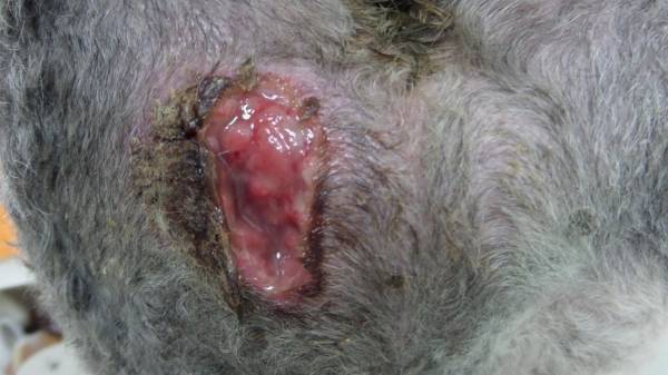 Пролежні у собак   причини і профілактика наслідків