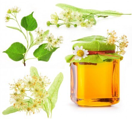 Липовий мед: корисні і лікувальні властивості