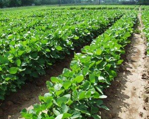 Вирощування сої на своїй дачі