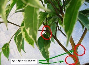 Як доглядати і розмножувати фікус Кінкі в домашніх умовах?