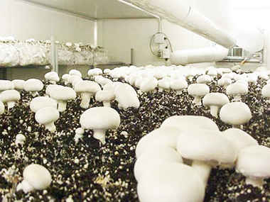 Вирощування грибів вдома