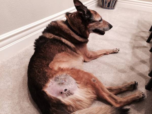 Пролежні у собак   причини і профілактика наслідків