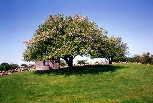 Детальний опис яблук Штрифель (фото сорту)