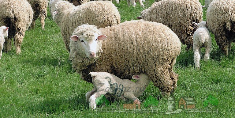 Огляд мясних порід овець і баранів, їх опис, фото і відео