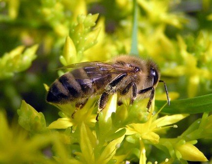 Башкирська (бурзянская) бортевая бджола: відгуки, фото, опис