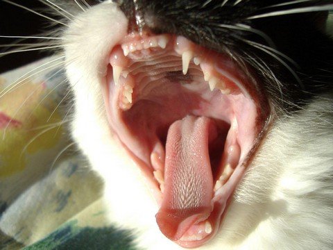 Скільки зубів у кішки і що вони можуть розповісти про вашого вихованця?