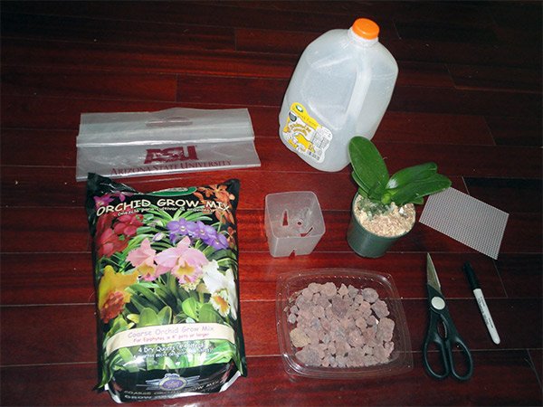 Як доглядати за орхідеєю: методи поливу і пересадки