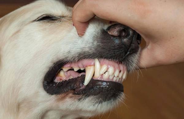 Зневоднення у собаки. Розбираємося в причинах і надаємо першу допомогу