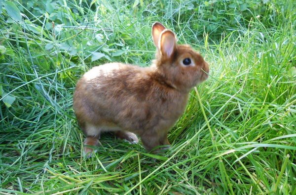 Яку траву можна давати декоративним кроликам