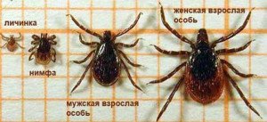 Як витягнути кліща у людини в домашніх умовах: методи вилучення з тіла людини