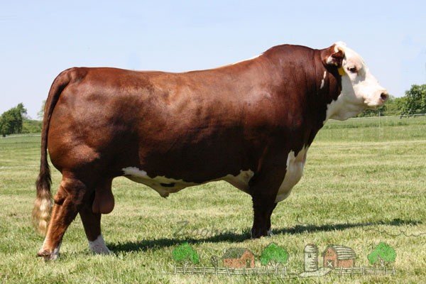 Огляд породи биків Герефорд, їх фото та відео