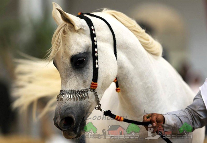 Арабська чистокровна порода коней, їх фото та відео