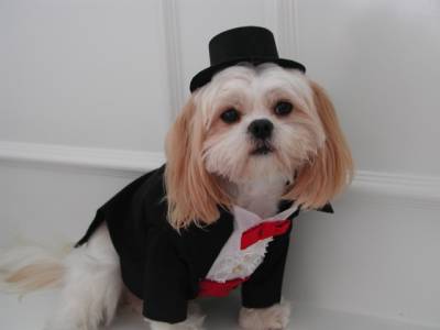 Потрібна домашнім собакам одяг?