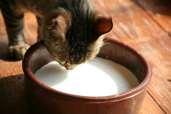 Чим годувати кішку після пологів? Правила здорового раціону