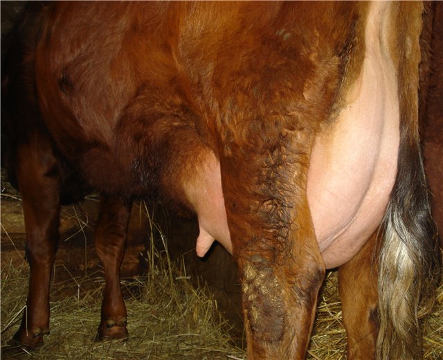 Набряк вимені у тільної корови: розбираємо причини і методи вирішення проблеми