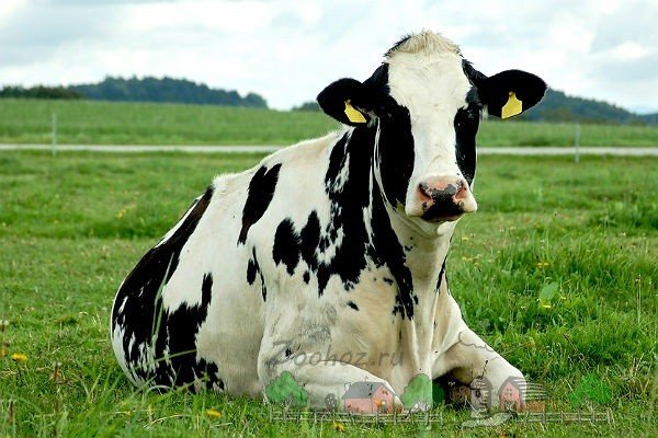 Огляд Голштинської породи корів, їх характеристика та фото