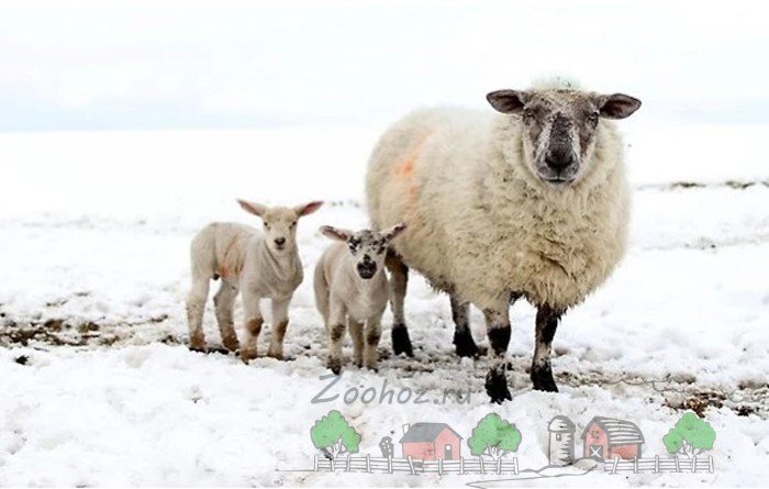 Годівля та утримання овець у зимовий період: огляд і фото